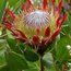 PROTEA Protea cynaroides 