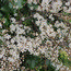 PRUNUS spinosa  