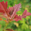 QUERCUS x warei 'Chimney Fire' 