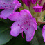 RHODODENDRON 'English Roseum' INKARHO 