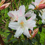 RHODODENDRON 'Harry Tagg'  