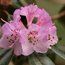 RHODODENDRON rubiginosum  