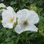 ROSA rugosa 'Alba' 