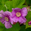 RUBUS odoratus  