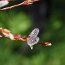 SALIX purpurea 'Nancy Saunders' 