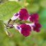 SALVIA 'Amethyst Lips'  