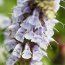 SALVIA nemorosa 'Crystal Blue' 