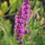 SALVIA nemorosa 'Pink Beauty' 