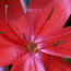 HESPERANTHA coccinea 'Major' 