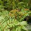 SORBUS 'Pearly King'  