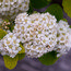 SPIRAEA betulifolia 'Tor Gold' 