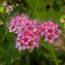 SPIRAEA japonica 'Little Princess' 