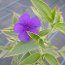 TIBOUCHINA urvilleana variegated 