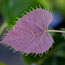 TILIA henryana  