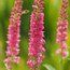 VERONICA spicata 'Rotfuchs' 