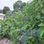 VIBURNUM dentatum 'Blue Muffin' 