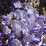 WISTERIA floribunda 'Cascade' 