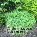 Photo of BAMBOO Fargesia murielae 'Luca'