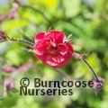 Photo of GEUM 'Flames of Passion'  