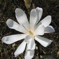 MAGNOLIA stellata 'Water Lily' 