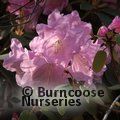 RHODODENDRON 'Tinner's Blush'  
