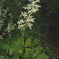 Small image of RODGERSIA
