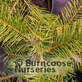Small image of ABIES