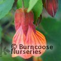 Plants Flowering in May - Page 1 - Burncoose Nurseries - plants by mail ...