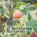 Small image of ABUTILON