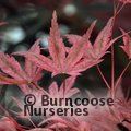 ACER palmatum 'Shindeshojo' 