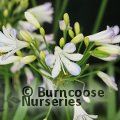 AGAPANTHUS 'Silver Baby'  
