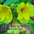 Alstroemeria 'Princess Lisa' from Burncoose Nurseries Dwarf Long ...