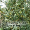 Berberis Valdiviana From Burncoose Nurseries