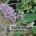 BUDDLEJA farreri  