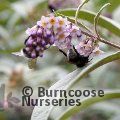 BUDDLEJA limitanea  