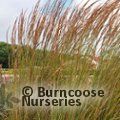 CALAMAGROSTIS x acutiflora 'Overdam' 