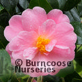 CAMELLIA 'Pink Icicle'  