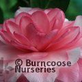 CAMELLIA 'Water Lily'  