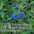 CARYOPTERIS x clandonensis 'Kew Blue' 