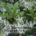 Small image of CHIONANTHUS