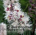 Small image of ACTAEA