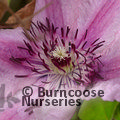 CLEMATIS 'Hagley Hybrid'  