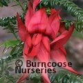 Small image of CLIANTHUS