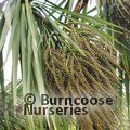Small image of CORDYLINE