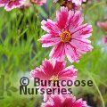 COREOPSIS 'Ruby Frost'  