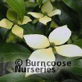 CORNUS elliptica 'Empress of China' 