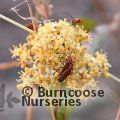 CORNUS drummondii 'Sunshiny Drops' 