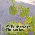 CORYLUS avellana 'Heterophylla' 