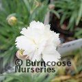 DIANTHUS 'Arctic Star'  