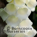 DIGITALIS purpurea albiflora 
